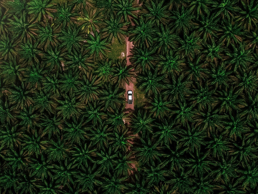 Vue aérienne d'une route étroite traversant une dense plantation de palmiers, avec un véhicule blanc circulant sur le chemin.