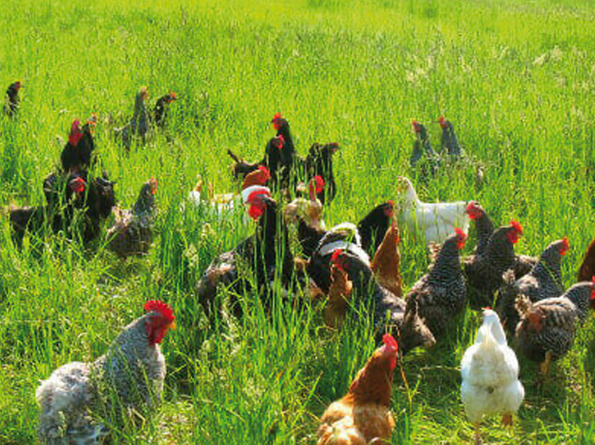 Un groupe de poules de différentes races picorant et se déplaçant librement dans une prairie verdoyante et ensoleillée.