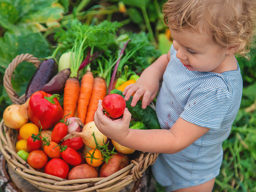 Un jeune enfant en tenue rayée observe une tomate qu’il tient dans la main, à côté d’un grand panier rempli de légumes frais et colorés, comme des carottes, des pommes de terre, des tomates et des betteraves, dans un jardin.