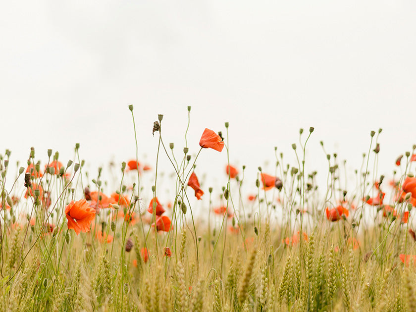 Champ de coquelicots rouges en fleurs avec des épis de blé verts, sous un ciel clair et lumineux.