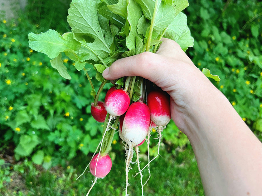 Drôles... Les expressions populaires autour des légumes